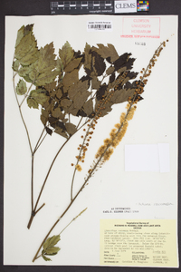 Actaea racemosa image