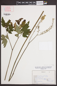 Actaea racemosa image