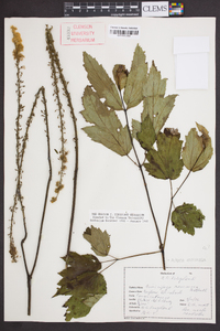 Actaea racemosa image