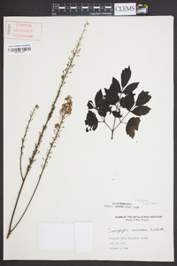 Actaea racemosa image