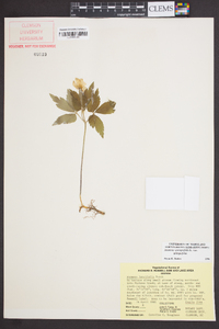 Anemone quinquefolia image