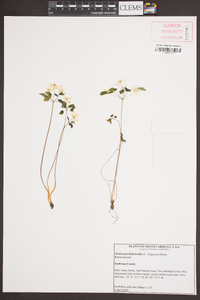 Anemonella thalictroides image