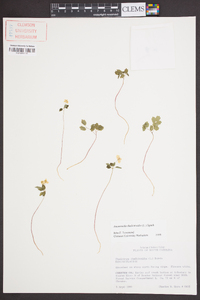 Anemonella thalictroides image