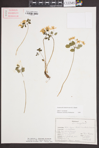 Anemonella thalictroides image