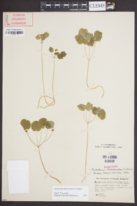 Anemonella thalictroides image