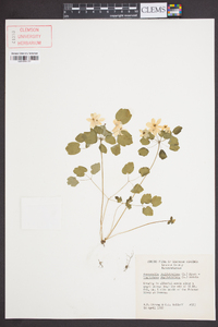 Anemonella thalictroides image