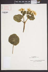 Caltha palustris image