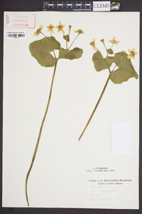 Caltha palustris image