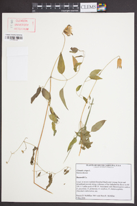 Clematis crispa image