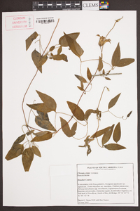 Clematis crispa image