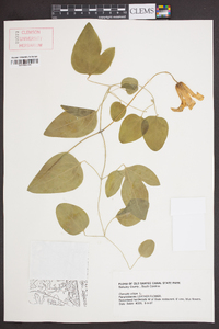 Clematis crispa image