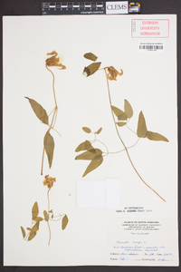 Clematis crispa image