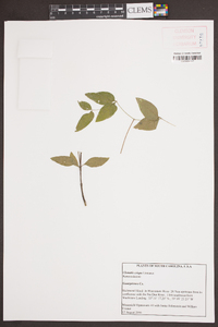 Clematis crispa image