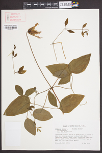 Clematis crispa image