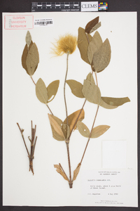 Clematis ochroleuca image