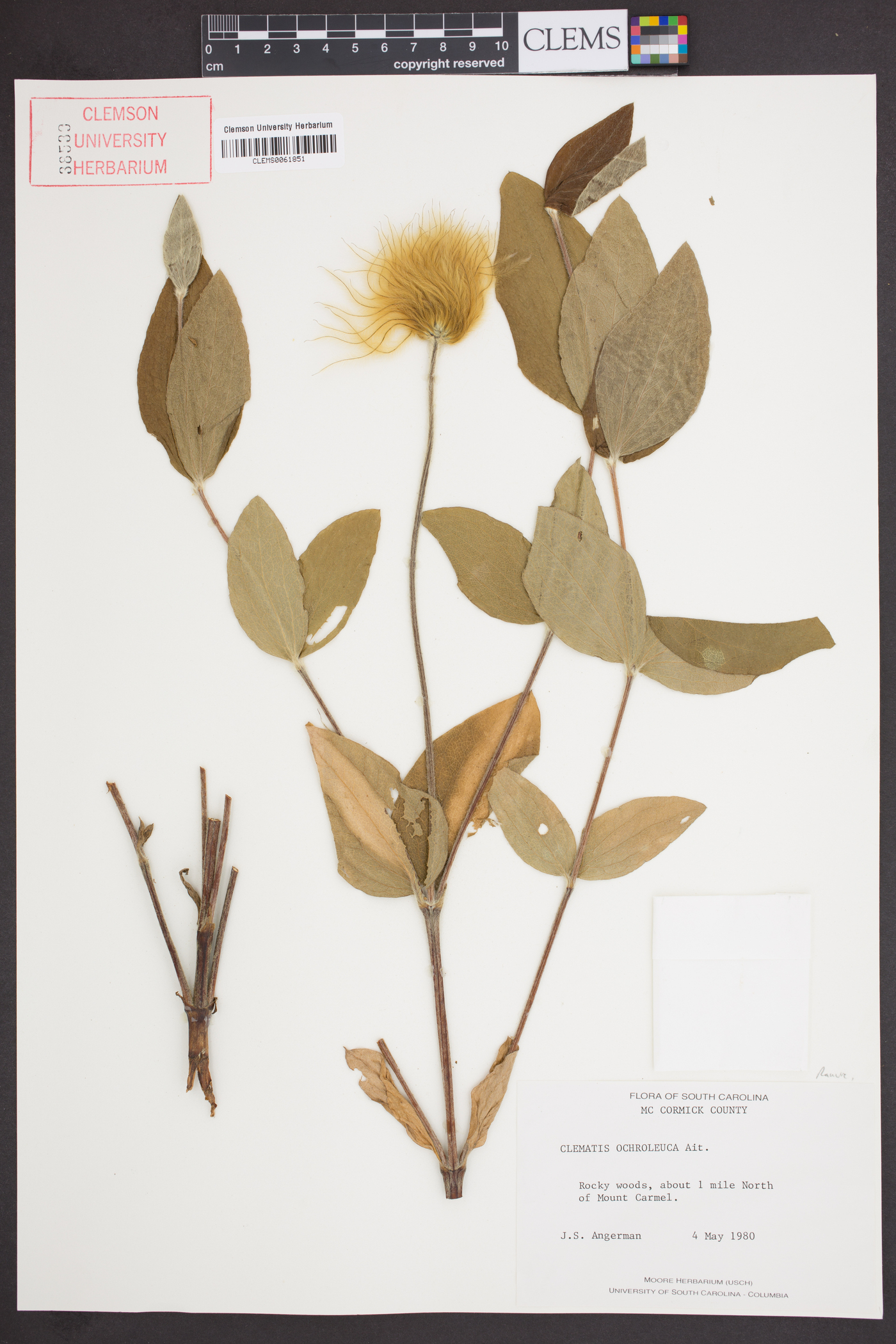 Clematis ochroleuca image
