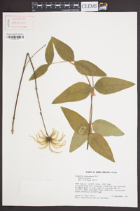 Clematis ochroleuca image