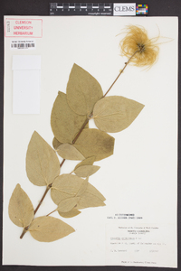 Clematis ochroleuca image