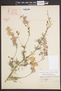 Delphinium ajacis image