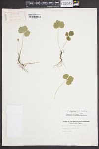 Coptis trifolia image