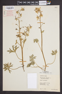 Delphinium tricorne image