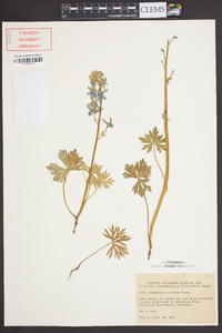 Delphinium tricorne image