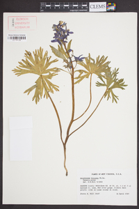 Delphinium tricorne image