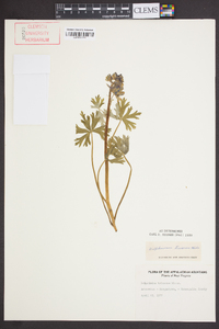 Delphinium tricorne image