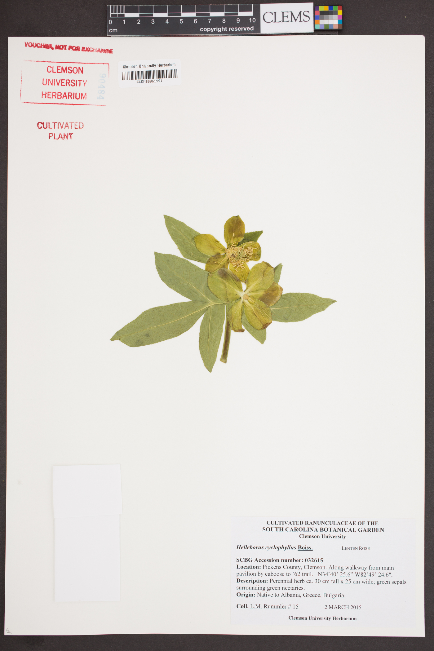 Helleborus odorus image