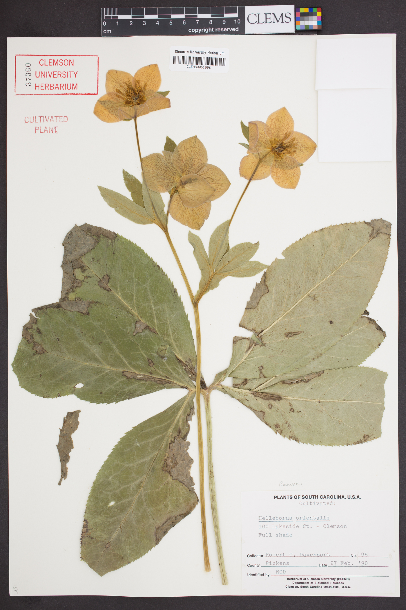 Helleborus orientalis image