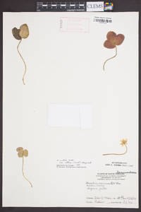 Anemone americana image