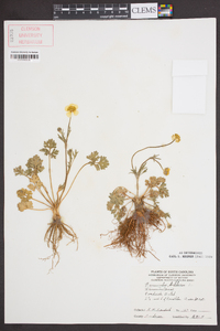 Ranunculus bulbosus image