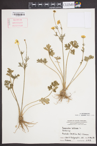 Ranunculus bulbosus image