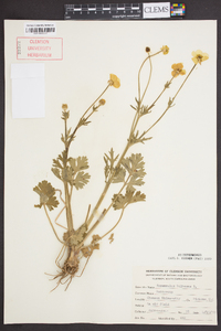 Ranunculus bulbosus image