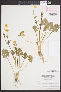 Ranunculus bulbosus image