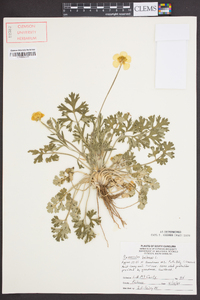 Ranunculus bulbosus image