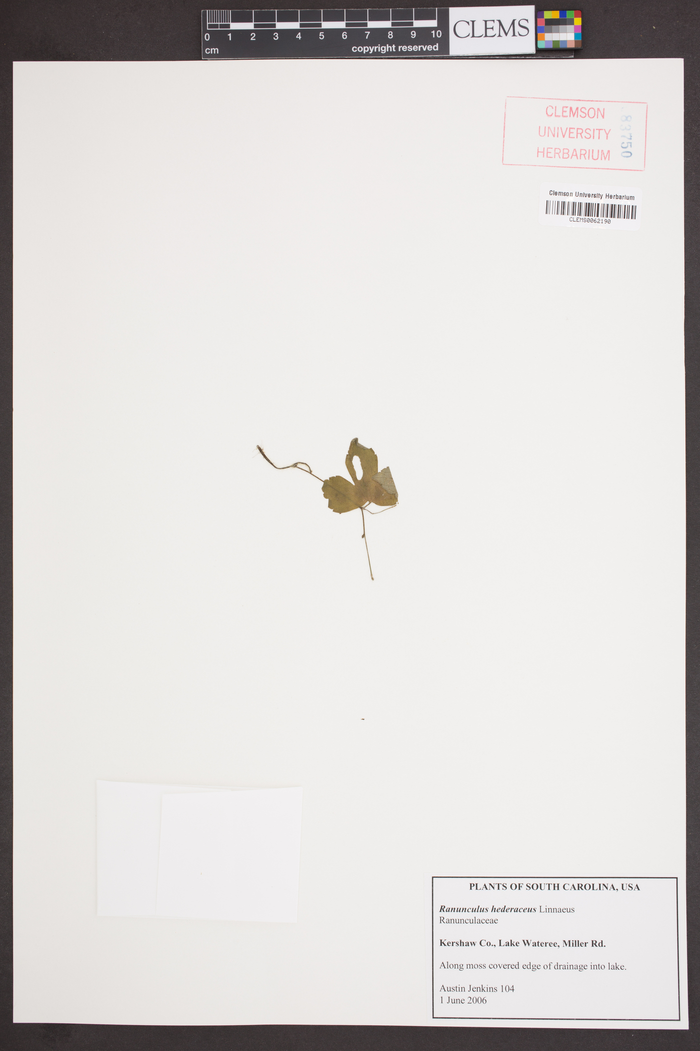 Ranunculus hederaceus image