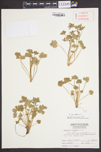 Ranunculus parviflorus image