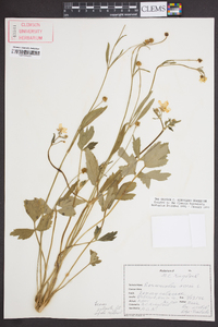 Ranunculus acris image