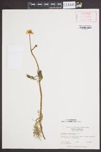 Ranunculus flabellaris image