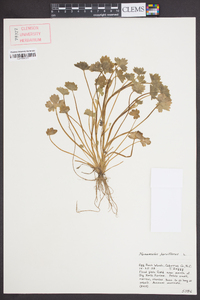 Ranunculus parviflorus image