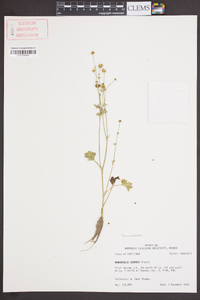 Ranunculus sardous image