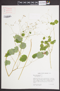 Thalictrum clavatum image