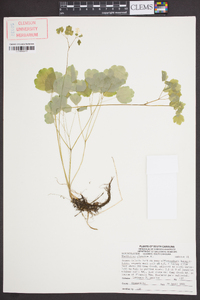 Thalictrum clavatum image