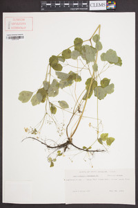 Thalictrum clavatum image