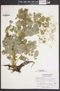 Thalictrum clavatum image