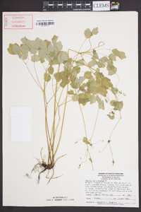 Thalictrum clavatum image