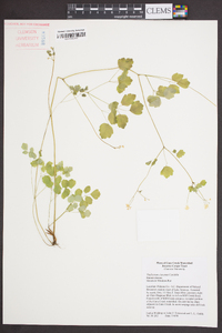 Thalictrum clavatum image