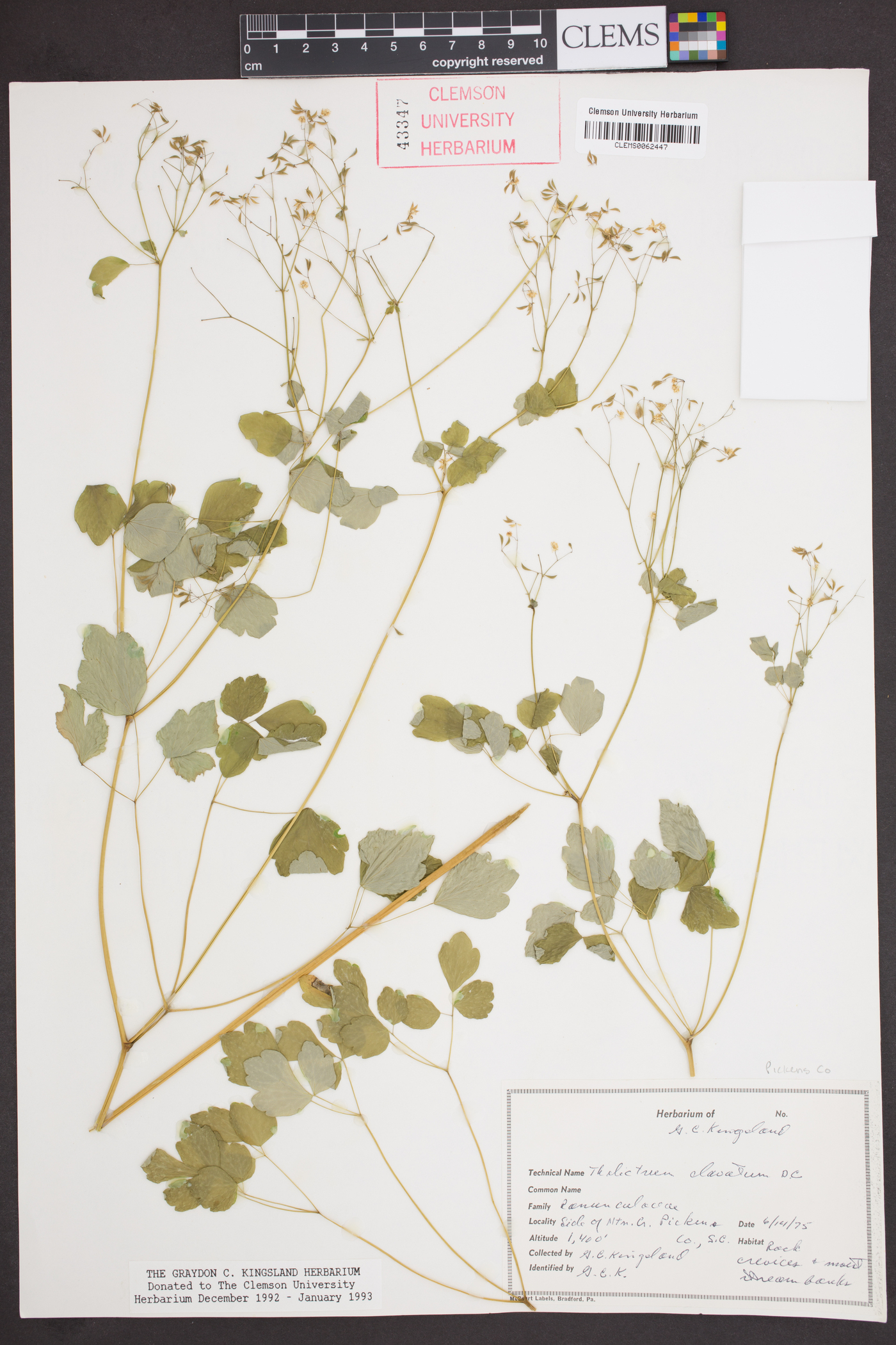 Thalictrum clavatum image