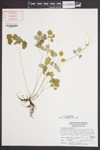 Thalictrum clavatum image